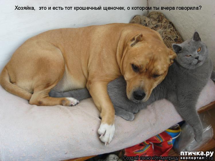 https://www.ptichka.ru/data/cache/2018jan/05/50/48577_53805.jpg