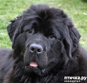 ����: ������ ������)))