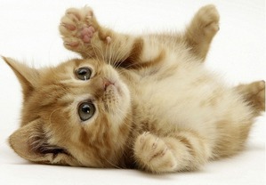 ����: ���������� ����� � ������: �������� �����. ����� �� �����.