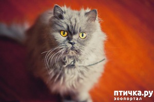 ����: ������, ����!