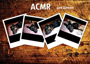 ����: ACMR ��� ������ ������ � ���������� � ����