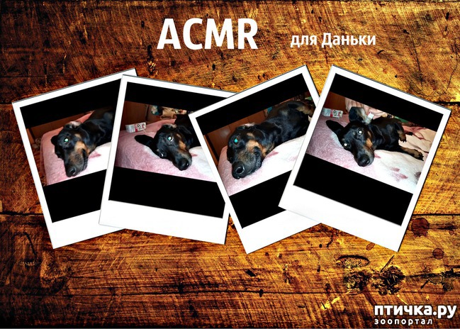 фото 1: ACMR для Даньки Чистим и закапываем в ушки