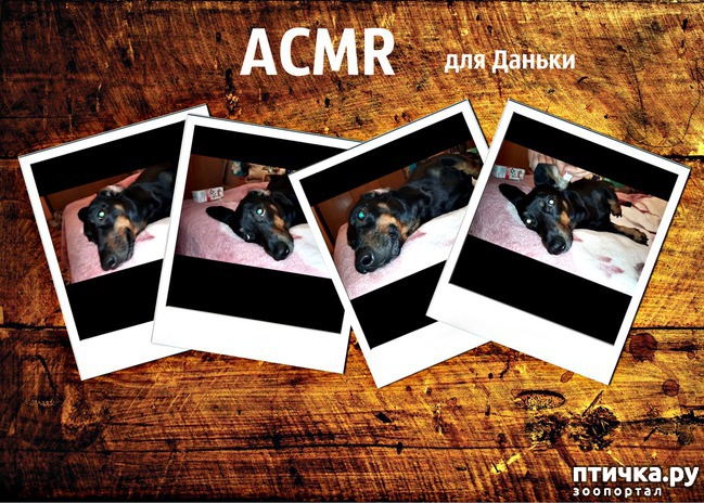  1: ACMR       