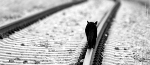 ����: ���� ����� (���������� �����)