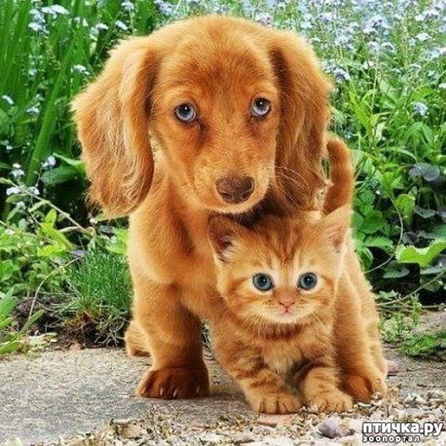 ���� 1: ������������ �������� ����, ������������, ��� ������ ����� ���� ������ �������))