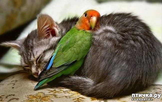 ���� 7: ������������ �������� ����, ������������, ��� ������ ����� ���� ������ �������))