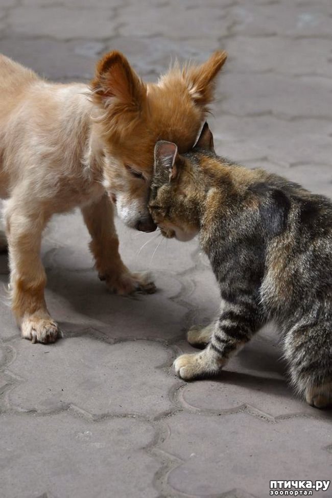 ���� 8: ������������ �������� ����, ������������, ��� ������ ����� ���� ������ �������))