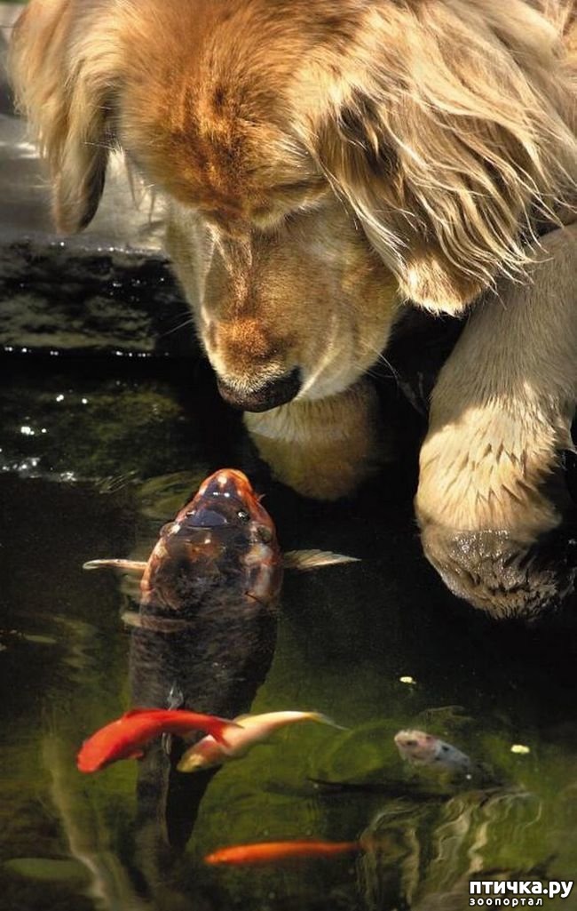 ���� 10: ������������ �������� ����, ������������, ��� ������ ����� ���� ������ �������))