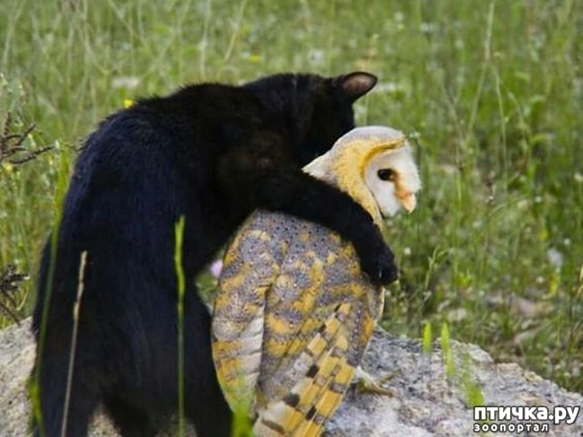 ���� 12: ������������ �������� ����, ������������, ��� ������ ����� ���� ������ �������))