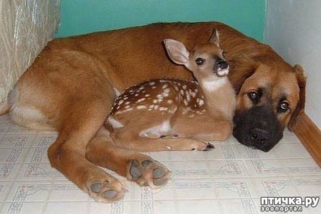 ���� 13: ������������ �������� ����, ������������, ��� ������ ����� ���� ������ �������))