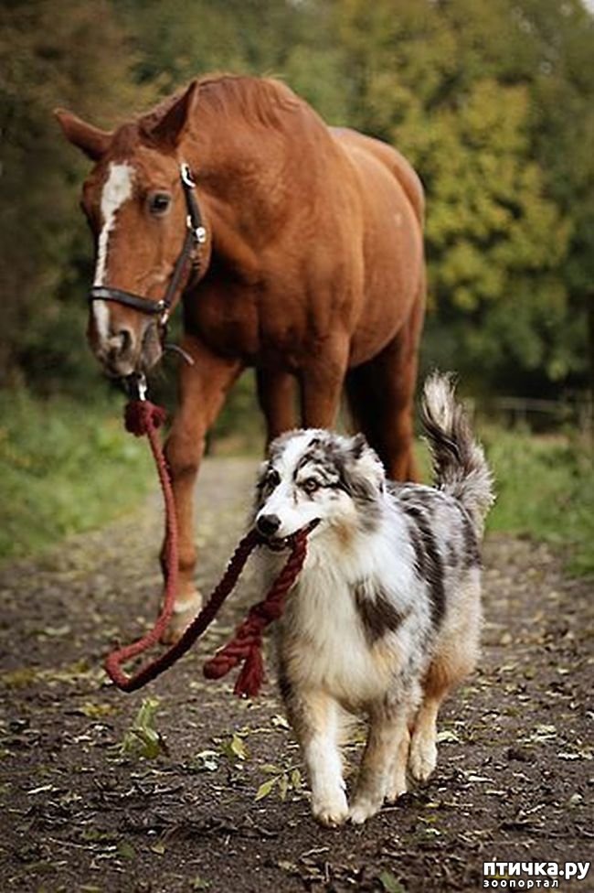 ���� 17: ������������ �������� ����, ������������, ��� ������ ����� ���� ������ �������))