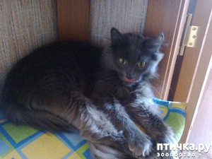 ����: �����