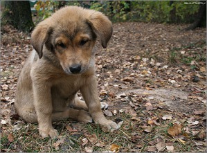 ����: ���� ����� ��� ������