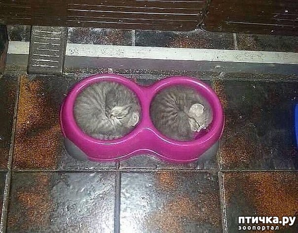 ���� 1: ������� ��������� �� ��������