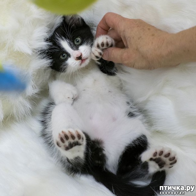 ���� 1: ���������� ������������ �����.