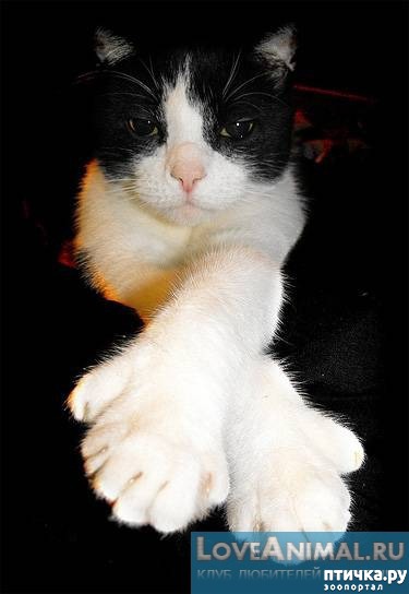 ���� 4: ���������� ������������ �����.