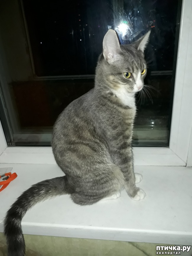 ���� 1: ��� ������� ( ������ ��� �������)