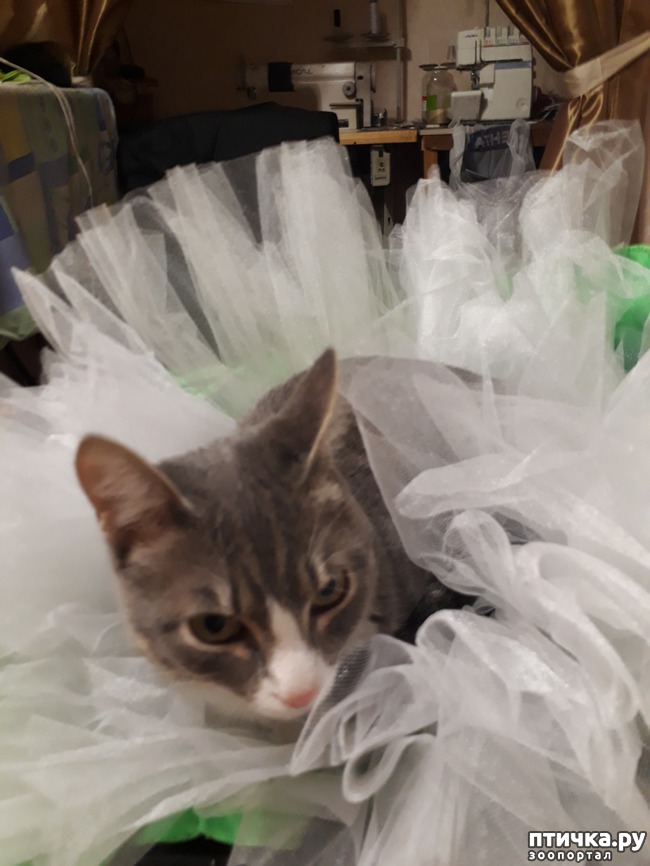 ���� 3: ��� ������� ( ������ ��� �������)