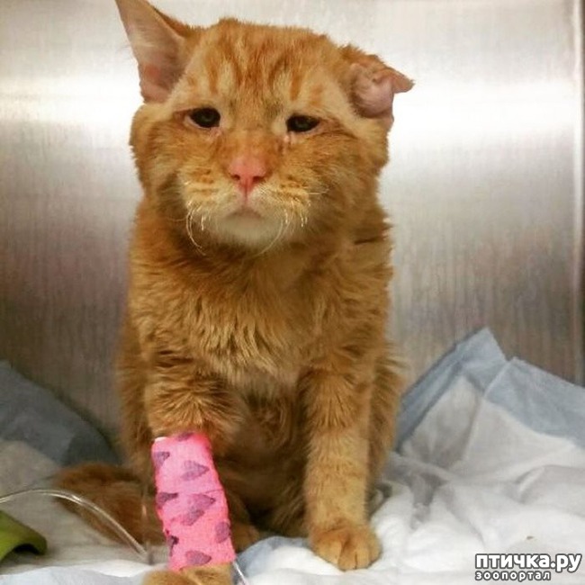 ���� 2: ������������ ����. 