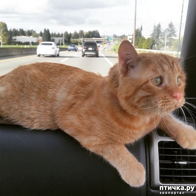 ���� 5: ������������ ����. 