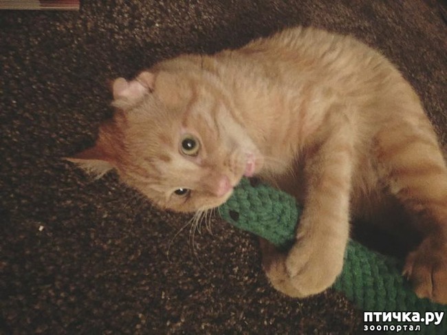 ���� 6: ������������ ����. 