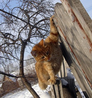 ����: � - ��� � ������� � ���� �������� �����