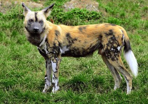 ����: ��� ���� ������������� ����������� �����.