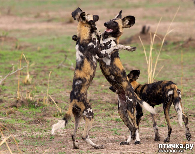 ���� 2: ��� ���� ������������� ����������� �����.