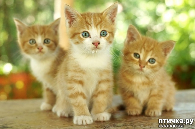 ���� 3: � - ��� � ������� � ���� �������� �����