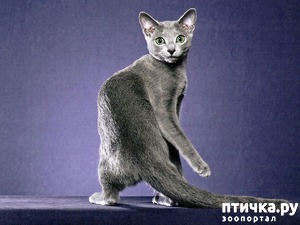 ����: ������� �������.