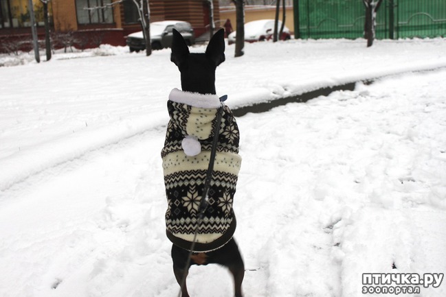 ���� 1: ����. �����������. (�����������)