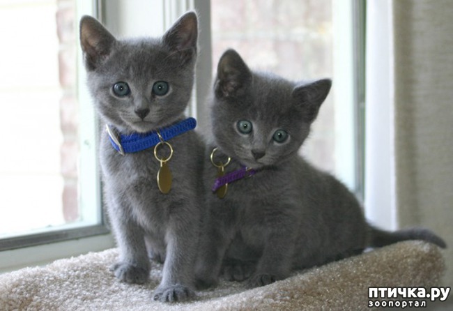 ���� 4: ������� �������.