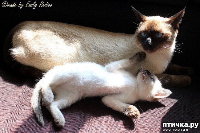 ���� 3: �������� �����