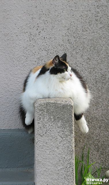 Толстые кошки и коты — обсуждение в группе Кошки | Птичка.ру