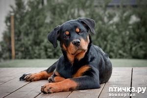 ����: ���������)))