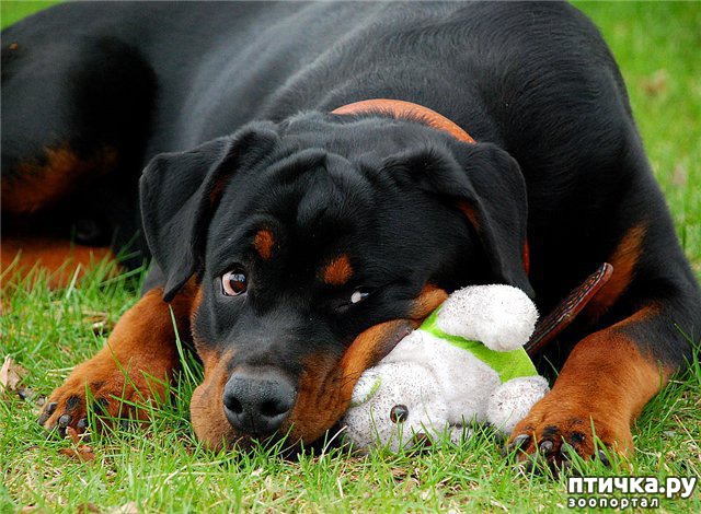 ���� 2: ���������)))