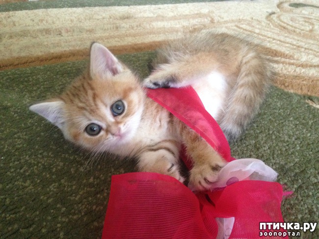 ���� 1: ����������� - ����!