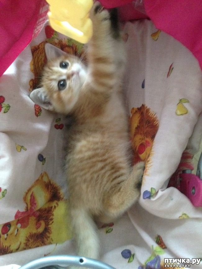 ���� 3: ����������� - ����!