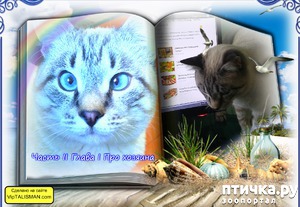 ����: ������� ���� ��������. ����� I ����������