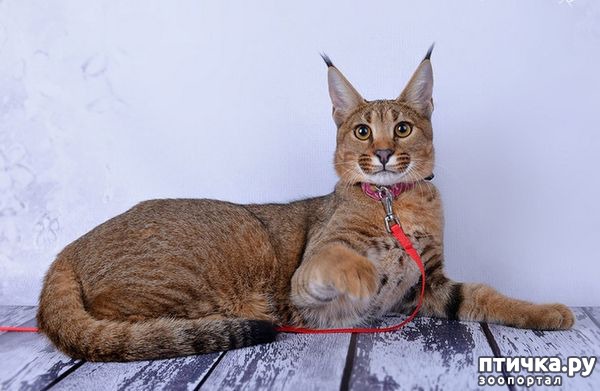 ���� 1: �������.