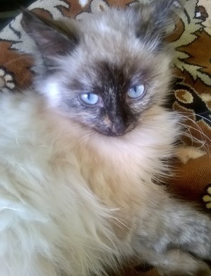 ����: ��� ����