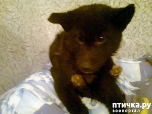 фото: А вот и мой пёс