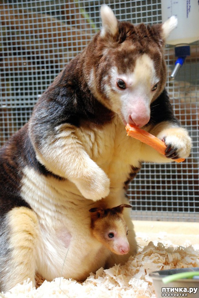 ���� 1: ��������� �������.