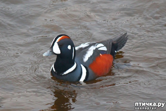 ���� 1: ������ ����� � ������ �� ����