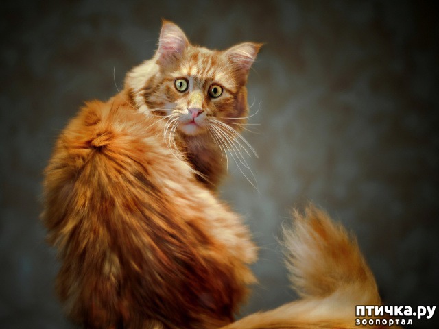 ���� 1: ���� ��������� ���� ����))