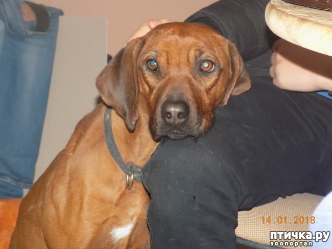 ���� 23: ����������, ���������