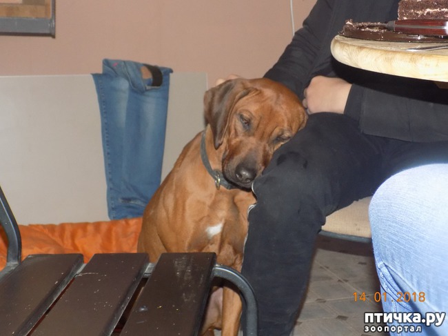 ���� 24: ����������, ���������