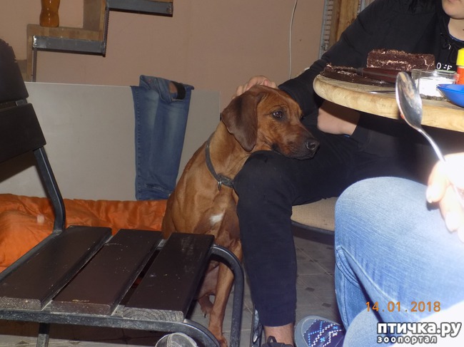 ���� 25: ����������, ���������