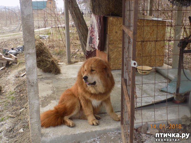 ���� 2: ����������, ���������