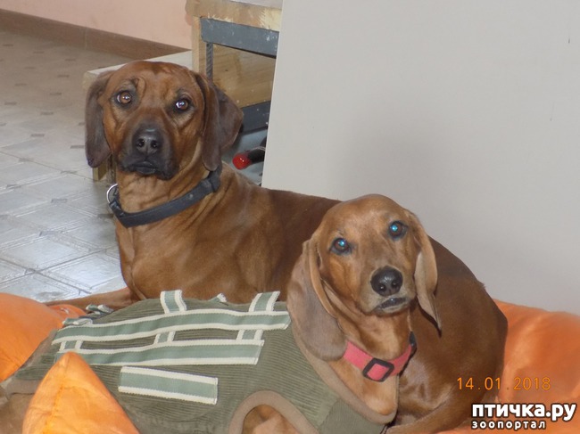 ���� 3: ����������, ���������